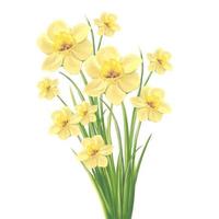 bouquet of yellow blooming daffodils in vintage style illustration, isolated vector on white background