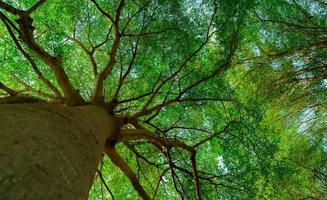 Bottom view of tree trunk to green leaves of big tree in tropical forest with sunlight. Fresh environment in park. Green plant give oxygen in summer garden. Forest tree with small leaves on sunny day. photo