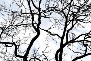 siluetee el árbol muerto en el cielo blanco y el fondo de las nubes para la muerte y la paz. fondo del día de halloween. desesperación y concepto sin esperanza. triste de la naturaleza. muerte y fondo triste. ramas desorganizadas. foto