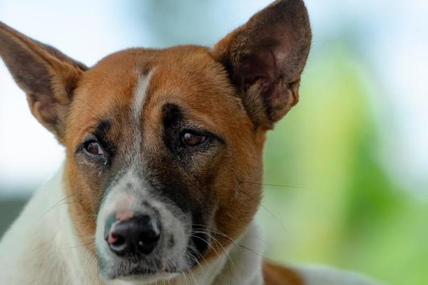 Sad dog looking with guilty feeling. Cute animal. Funny face of pet. Dog  with sad eyes waiting for owner. Alone and lonely pet outside home.  Depressed and moody dog. Domestic animal. Portrait