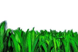 hojas verdes de palma aisladas sobre fondo blanco. nypa fruticans wurmb nypa, palma atap, palma nipa, palma mangle. hoja verde para decoración en productos orgánicos. planta tropical hoja verde exótica.