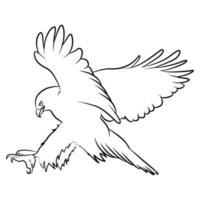 Eagle in Outline Sketch. vector