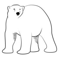 Polar Bear in Outline Sketch.