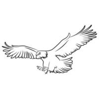 águila en boceto de contorno. vector