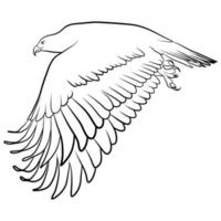 Eagle in Outline Sketch. vector