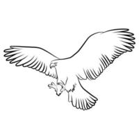 Eagle in Outline Sketch. vector