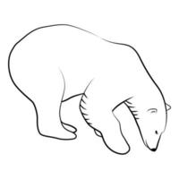 Polar Bear in Outline Sketch.