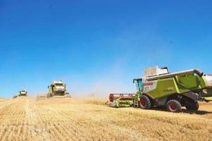 TERNOPIL - JULY 20 A few combines cutting a swath through the middle of a wheat field during harvest on July 20, 2017, in Ternopil photo