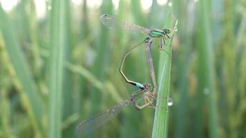 damselfly accoppiamento sulla risaia fogliare video