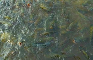 grupo de vista superior de peces perca trepadores en la granja esperando comida en el estanque de acuicultura a la hora de comer. peces de agua dulce en estanques de acuicultura. los peces de agua dulce esperan para alimentarse. industria de alimentos para animales. foto