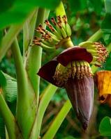 Banana tree and green leaves with banana blossom. Banana heart is raw material for make vegan fish and meat. Vegan food star. Meat free alternatives food. Plant-based meals. Purple skinned flower. photo