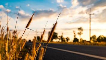 Flower of grass with blurred background of asphalt road, blue sky, white clouds and electric pole at countryside in Thailand photo