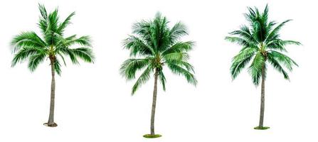 Set of coconut tree isolated on white background used for advertising decorative architecture. Summer and beach concept. Tropical palm tree. photo