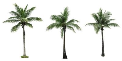 Set of coconut tree isolated on white background. Palm tree. Tropical palm tree.