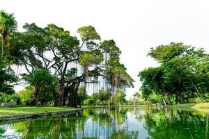 Raintree and many of green tree in the park and pond. Trees and green grass lawn field near lake with tree reflection on water. Lawn in garden on summer. Park with tropical plant. Urban ozone source. photo