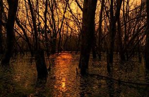 árbol sin hojas con luz solar. árbol muerto en bosque de manglar degradado. crisis ambiental del cambio climático, la contaminación, la sedimentación. degradación y destrucción de los manglares. crisis costera. foto