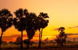 cielo amarillo y rojo del amanecer detrás de palmeras y bosques tropicales en verano. cielo dorado del amanecer y palmera de azúcar de silueta y cabaña en las zonas rurales. vista del país brillo del amanecer con color amarillo y naranja. foto