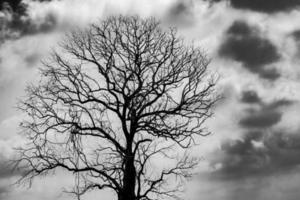 Silhouette dead tree on dark grey sky and white clouds background for scary, death, and peace concept. Halloween day background. Art and dramatic on black and white. Despair and hopeless concept. photo