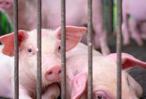 lindo lechón en la granja. pequeño cerdo triste y saludable. ganadería industria de la carne mercado de carne de animales. concepto de peste porcina africana y gripe porcina. cría de cerdos. animal mamífero. lechón rosa en la pocilga. foto