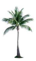 Coconut tree isolated on white background. Tropical palm tree. Coconut tree for summer beach decoration photo