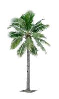 Coconut tree isolated on white background used for advertising decorative architecture. Summer and paradise beach concept. Tropical coconut tree isolated. Palm tree with green leaves in summer. photo