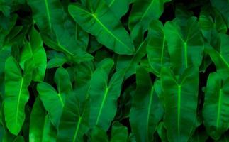 Green leaves decorative in garden. Green leaf texture. Ornamental plant. Green leaves in tropical forest. Botanical garden. Greenery wallpaper for spa or mental health. Nature abstract background.