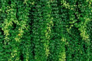 pared ecológica de vid verde. planta rastrera verde con hojas mojadas trepando en la pared. fondo de textura de hojas verdes. hojas verdes de hiedra con gotas de agua. exterior del edificio sostenible. Cerca de la naturaleza. foto