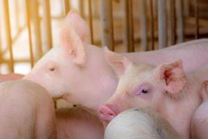 Little pig in farm. Small pink piglet. African swine fever and swine flu concept. Livestock farming. Pork meat industry. Healthy and cute pig in stall or barn. Mammal animal. Swine breeding. photo