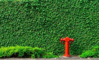 Fire safety pump on texture background of green leaves of ivy wall in the city on concrete floor. Deluge system of firefighting system. Plumbing fire protection. High pressure fire safety pump. photo