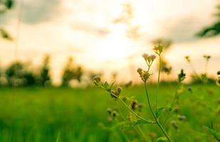 enfoque selectivo rama de flor de hierba en campo de arroz verde bokeh borroso con cielo naranja de puesta de sol. belleza en la naturaleza. escena de puesta de sol tropical en temporada de lluvias. granja de arroz borrosa con luz solar. aire fresco. foto