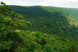 hermoso fondo de bosque tropical. concepto de ecosistema y medio ambiente saludable. foto