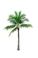 árbol de coco aislado sobre fondo blanco. palmera tropical. árbol de coco para la decoración de la playa de verano foto