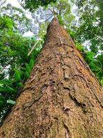 Bottom view of tall tree in tropical forest. Bottom view background of tree with green leaves and sun light in the the day. Tall tree in woods. Jungle in Thailand. Asian tropical forest. Tree bark photo