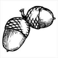 Vector hand drawn acorn illustration. Autumn botany sketch.