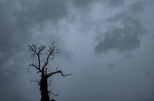 Silhouette dead tree and branch on grey sky background. Black branches of tree. Nature texture background. Art background for sad, death, lonely, hopeless, and despair. Halloween day background. photo