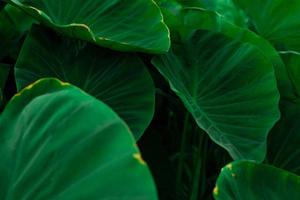 Green leaves of elephant ear in jungle. Green leaf texture with minimal pattern. Green leaves in tropical forest. Botanical garden. Greenery wallpaper for spa or mental health and mind therapy. photo