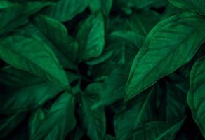 Dark green leaves in the garden. Emerald green leaf texture. Nature abstract background. Tropical forest. Above view of dark green leaves with natural pattern. Tropical plant wallpaper. Greenery photo