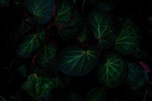 Green round leaf texture on dark background. Close-up detail of begonia leaves. House plant. Indoor plants. Begonia leaf for home decoration. Wallpaper for spa or mental health and mind therapy. photo