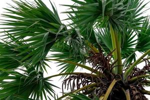 Sugar palm or tala palm Borassus  flabellifer tree and green leaves isolated on white background. Natural pattern of sugar palm leaves and inflorescence. Palm plantation and agriculture. Robust tree photo