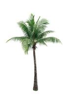 árbol de coco aislado sobre fondo blanco. palmera tropical. árbol de coco para la decoración de la playa de verano foto