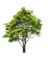 Fresh green deciduous trees isolated on white background with copy space photo