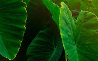 Green leaves of elephant ear in jungle. Green leaf texture with minimal pattern. Green leaves in tropical forest. Botanical garden. Greenery wallpaper for spa or mental health and mind therapy. photo