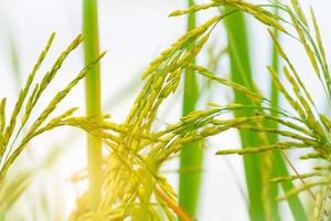 Selective focus on ear of rice. Closeup seed. Rice plantation. Organic farm in Asia. Rice growing agricultural farm. Paddy field. Plant cultivation. Rice export business background. photo