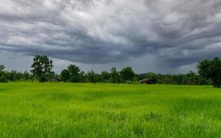 Landscape green rice field and cloudy sky. Rice farm with tropical tree. Agriculture land plot for sale. Farm land. Rice plantation. Organic rice farm. Country view. Carbon credit concept. Rural area. photo