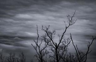 Silhouette dead tree on dark dramatic sky and white clouds background for death and peace. Halloween day background. Despair and hopeless concept. Sad of nature. Death and sad emotion background. photo