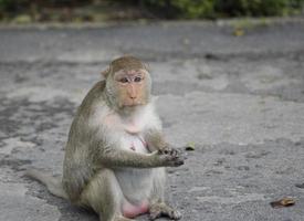Pregnant female monkey sitting on asphalt road in Thailand. Macaque monkey has brown fur and pink nipple. Monkey's wife waiting for her husband. Depression in pregnant woman concept.