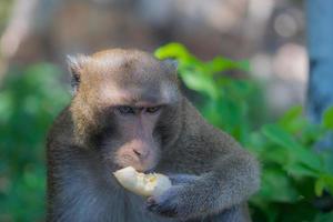 Monkey eating banana alone. Cute animal in the zoo. Monkey eating banana alone. photo