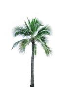 árbol de coco aislado sobre fondo blanco utilizado para publicidad arquitectura decorativa. concepto de playa de verano y paraíso. árbol de coco tropical aislado. palmera con hojas verdes en verano. foto