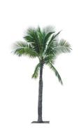 Coconut tree isolated on white background used for advertising decorative architecture. Summer and paradise beach concept. Tropical coconut tree isolated. Palm tree with green leaves in summer.