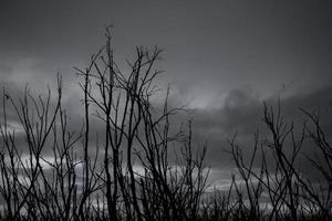 Silhouette dead tree on dark dramatic sky and gray clouds. Dark sky and dead tree background for Halloween day. Dead tree branches with stormy sky. Background for sad, hopeless, and death concept. photo